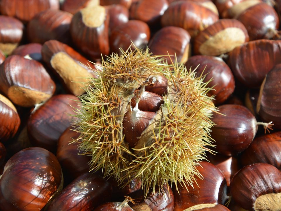 castagne, riccio e castagne